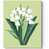 Lily of The Valley